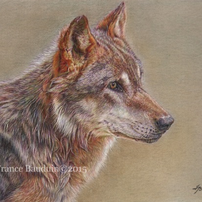 Wolf Peyto - 33 hours
Sand Pastelmat
15" x 10.5" 
Ref: My own photo